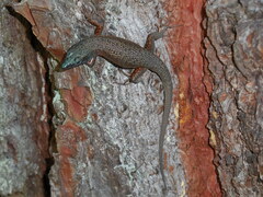 Algyroides nigropunctatus