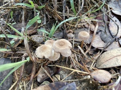 Lentinus arcularius