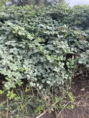 Rubus bifrons