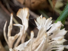 Sebacina schweinitzii