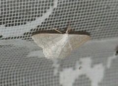 Scopula