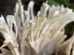 Sebacina schweinitzii