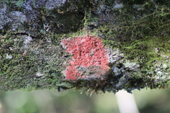 Fungi