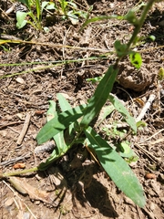Symphyotrichum chilense