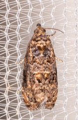 Endothenia hebesana