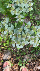 Pycnanthemum muticum