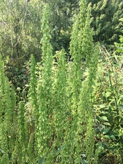 Rumex longifolius