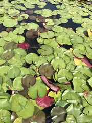 Nymphaea