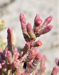 Salicornia rubra