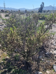 Pleocarphus revolutus