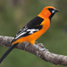 Altamira Oriole - Photo (c) Bill Bouton, some rights reserved (CC BY-NC)