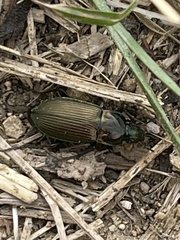 Poecilus cupreus