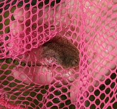Trinectes maculatus