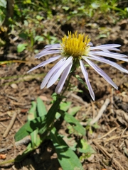 Symphyotrichum chilense