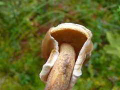 Suillus salmonicolor
