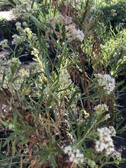 Baccharis salicifolia