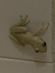 Scinax x-signatus
