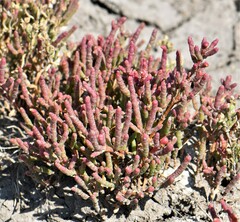 Salicornia rubra