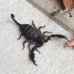 Euscorpius
