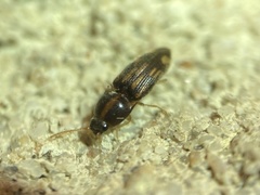 Conoderus bellus