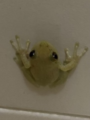 Scinax x-signatus