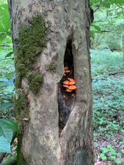 Pluteus aurantiorugosus