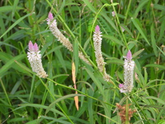 Celosia argentea