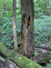 Pluteus aurantiorugosus