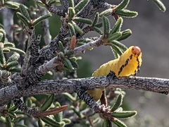 Cercocarpus intricatus