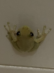 Scinax x-signatus