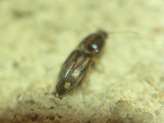 Conoderus bellus