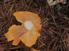 Cantharellus cibarius