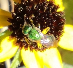 Augochloropsis metallica