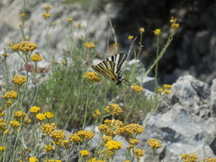 Iphiclides podalirius