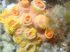 Tubastraea coccinea