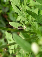 Zygogramma bicolorata