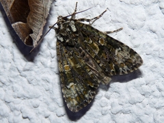 Craniophora ligustri