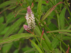 Celosia argentea