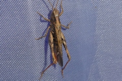 Chorthippus biguttulus