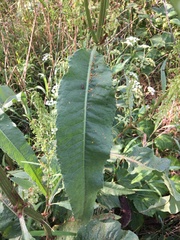 Rumex longifolius