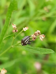 Sternuchopsis fabricii