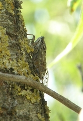 Cicada orni