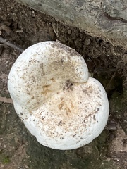 Lactifluus piperatus