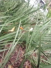 Gasteracantha cancriformis