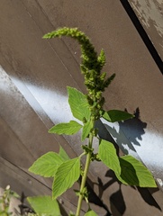 Amaranthus hybridus