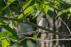 Empidonax traillii