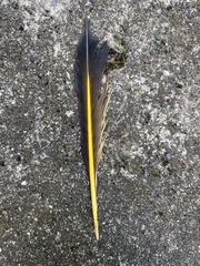 Colaptes auratus luteus