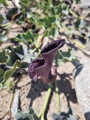 Aristolochia