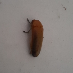 Abscondita