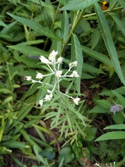 Pseudognaphalium obtusifolium